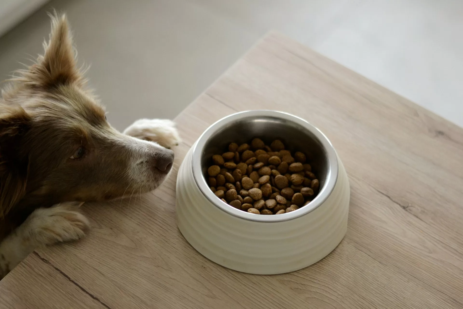 Changing Your Dog's Diet