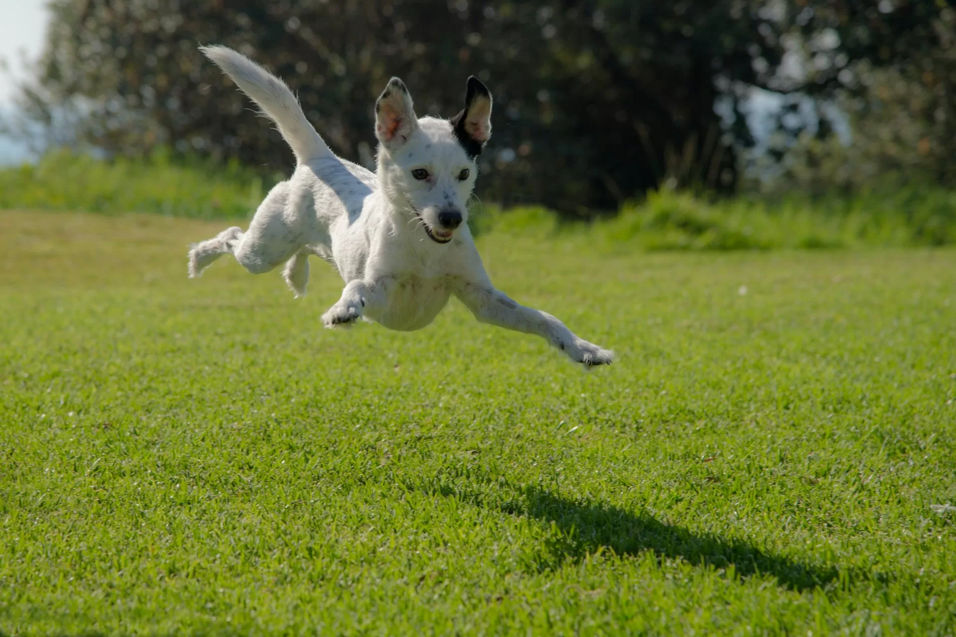 Diet & Dog Behaviour